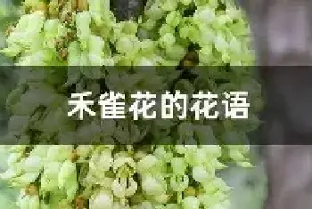 禾雀花的花语