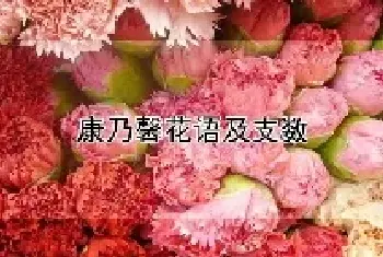 康乃馨花语及支数