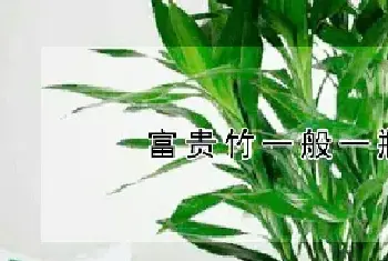 富贵竹一般一瓶插几支