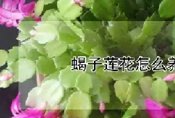 蝎子莲花怎么养才开花