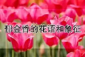 郁金香的花语和象征