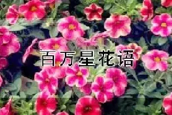 百万星花语