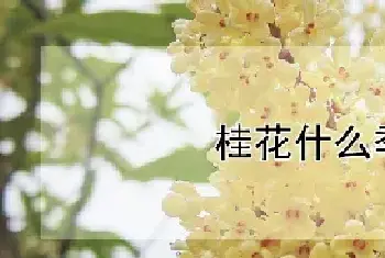 桂花什么季节