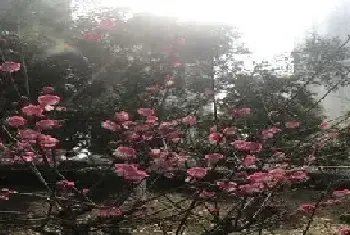 十二月花神之一月的梅花花语及传说有哪些？