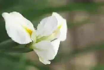 鸢尾花的花语及传说 鸢尾花图片花语是什么