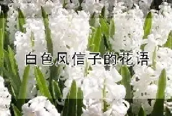 白色风信子的花语