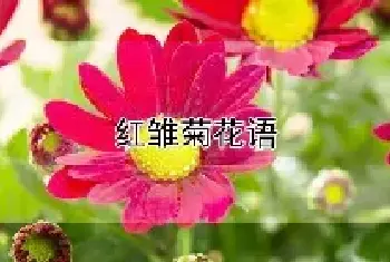 红雏菊花语