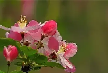 西府海棠什么时候开花，花语是什么?