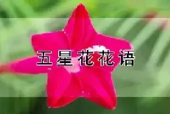 五星花花语