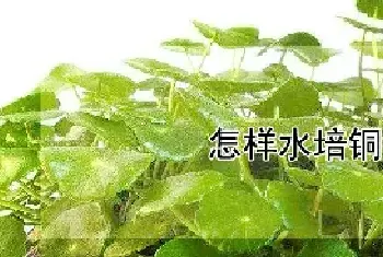 怎样水培铜钱草