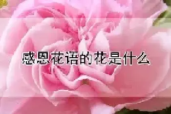 感恩花语的花是什么