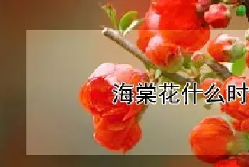 海棠花什么时候开花