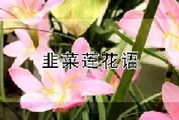 韭菜莲花语