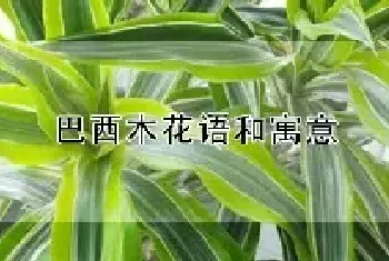 巴西木花语和寓意