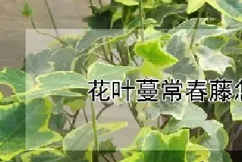 花叶蔓常春藤怎么繁殖