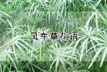 风车草花语