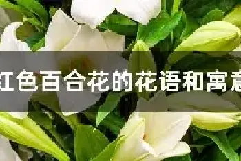 红色百合花的花语和寓意