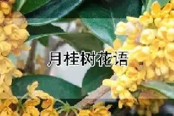 月桂树花语