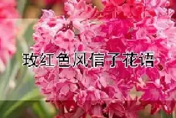 玫红色风信子花语