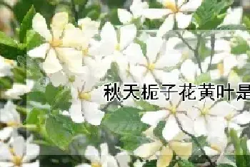 秋天栀子花黄叶是什么原因