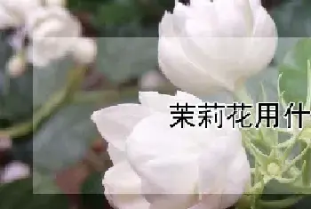 茉莉花用什么土