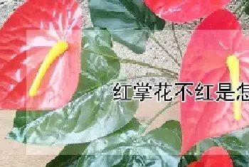 红掌花不红是怎么回事