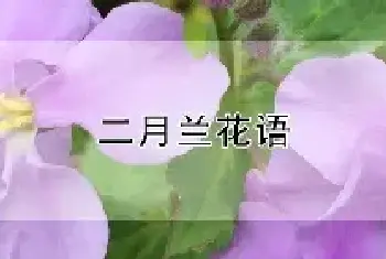 二月兰花语