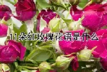 11朵红玫瑰花语是什么