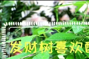 发财树喜欢酸性土壤还是碱性土壤？发财树养殖技巧