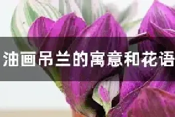 油画吊兰的寓意和花语