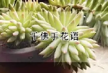 千佛手花语