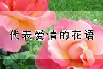 代表爱情的花语