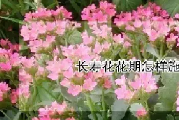 长寿花花期怎样施肥和浇水