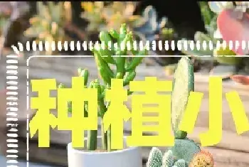 种植小知识-种多肉怎么配花盆