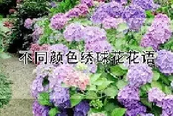 不同颜色绣球花花语