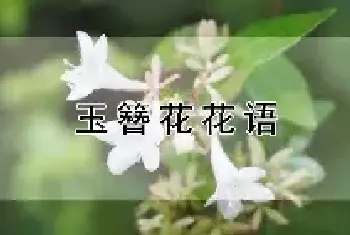 玉簪花花语