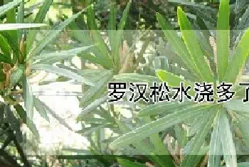 罗汉松水浇多了的症状