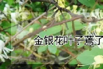 金银花叶子蔫了怎么回事