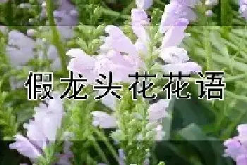 假龙头花花语