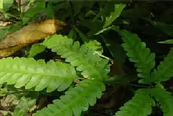 狗脊的栽培技术