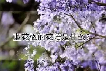 蓝花楹的花语是什么？