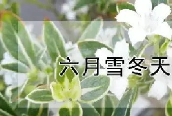 六月雪冬天怎么养