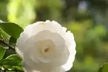 白色山茶花的花语是什么 你是纯真无邪的_花语大全