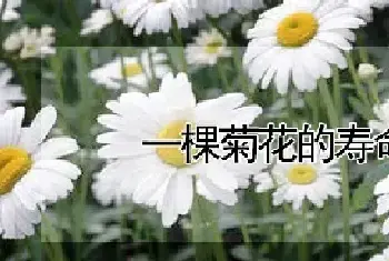 一棵菊花的寿命是多长