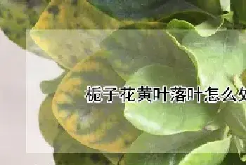 栀子花黄叶落叶怎么处理什么原因