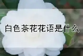 白色茶花花语是什么