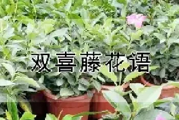 双喜藤花语