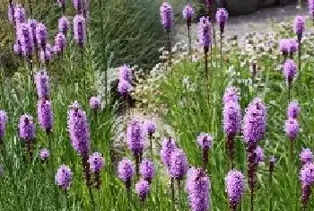 蛇鞭菊的花语是什么？蛇鞭菊的种植技巧