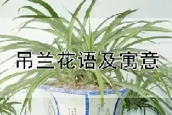 吊兰花语及寓意