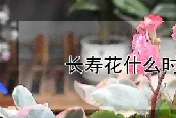 长寿花什么时候摘心